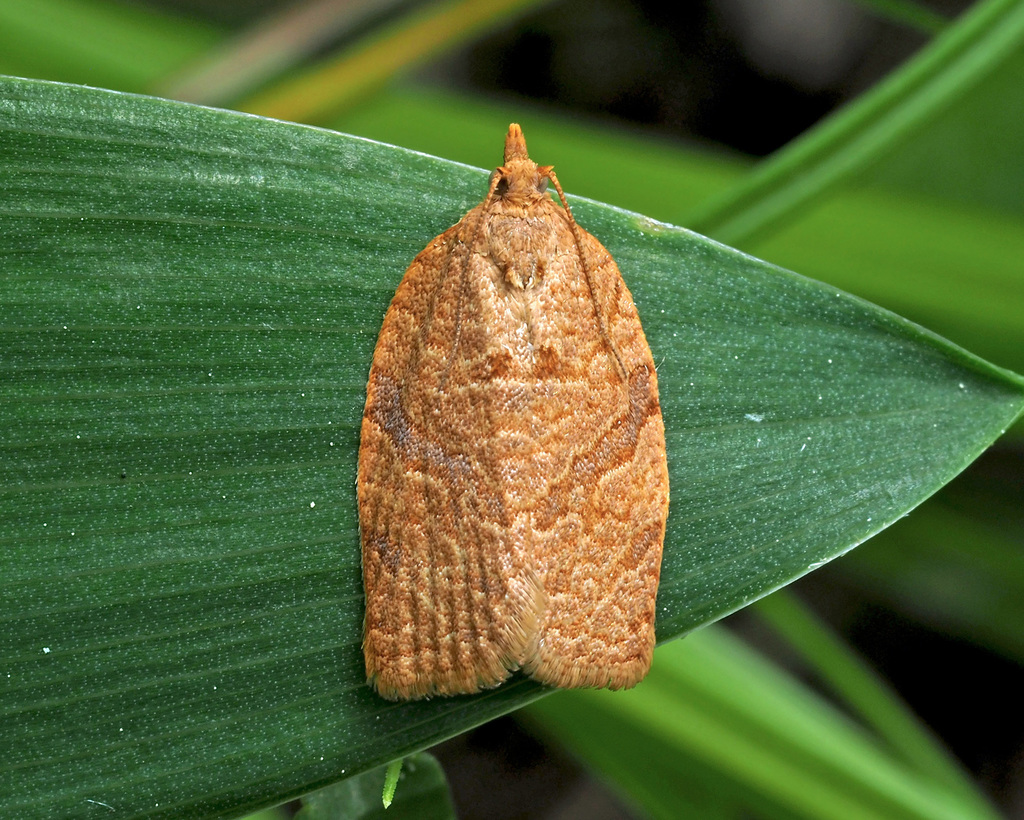 Adoxophyes honmai