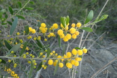 Acacia bivenosa