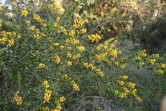 Acacia bivenosa
