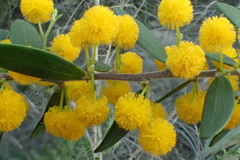 Acacia bivenosa