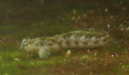 Antennablennius hypenetes observed 2026-02-01