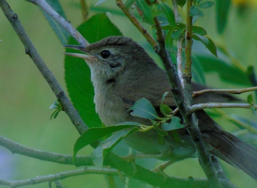Chinese Bush Warbler (Locustella tacsanowskia), photo 3