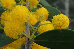 Acacia bivenosa