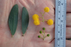 Acacia bivenosa