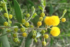 Acacia bivenosa