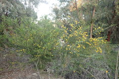 Acacia bivenosa