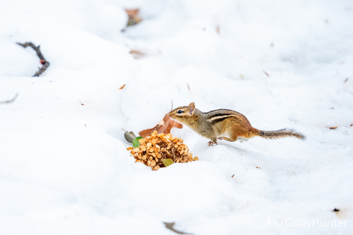 Eastern Chipmunk photographed in Pennsylvania