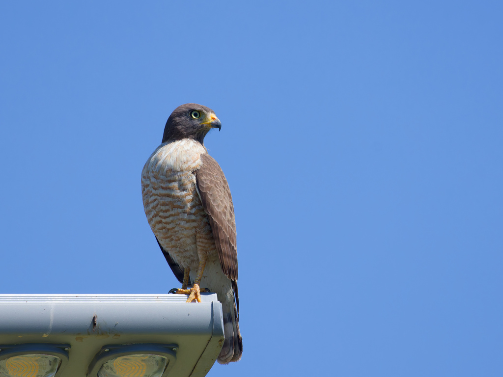 Roadside Hawk