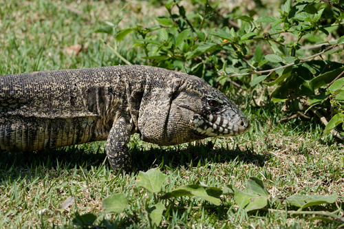 Argentine Black-and-white Tegu (Salvator merianae)