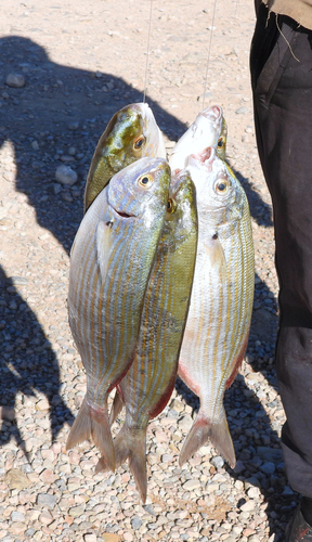 Sarpa salpa