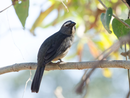 Bluish-grey Saltator (Saltator coerulescens), photo 10