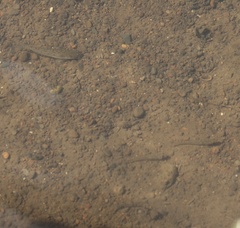 Stenogobius hawaiiensis
