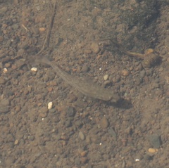 Stenogobius hawaiiensis