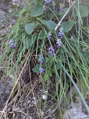 Marios Thoma, CC BY, iNaturalist via GBIF Muscari inconstrictum, photograph Marios Thoma, CC BY, iNaturalist via GBIF