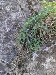 Muscari inconstrictum, photograph Marios Thoma, CC BY, iNaturalist via GBIF