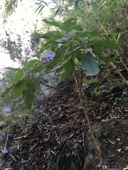 Acrisione denticulata