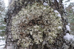 Punctelia caseana