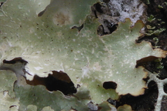 Punctelia caseana