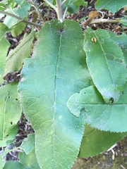 Acrisione denticulata