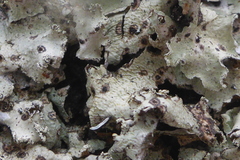 Punctelia caseana