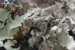 Punctelia caseana