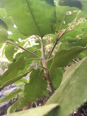 Acrisione denticulata