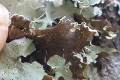 Punctelia caseana