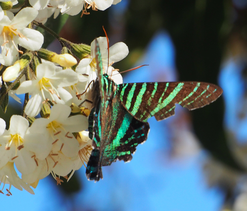 Urania boisduvalii