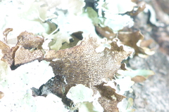Punctelia caseana