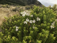 Veronica brachysiphon