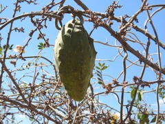 Gonolobus grandiflorus