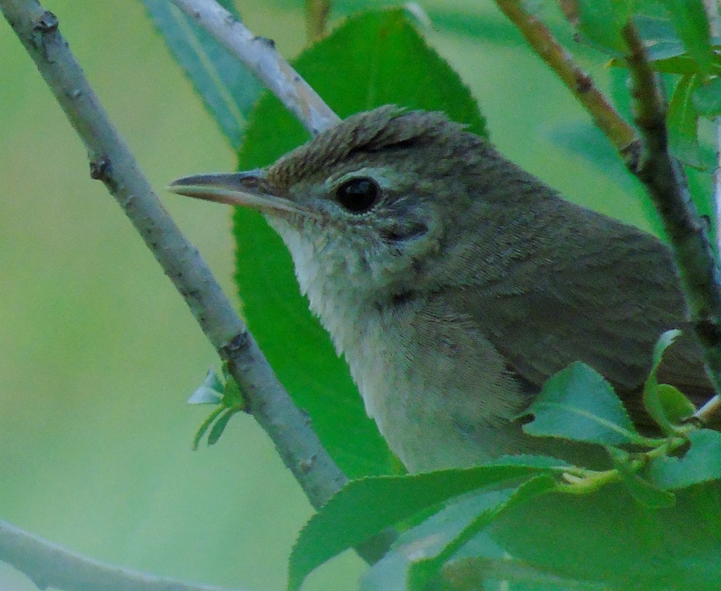 Chinese Bush-Warbler