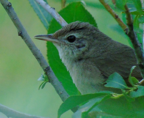 Chinese Bush Warbler