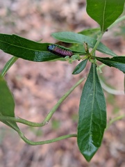 Trirhabda bacharidis