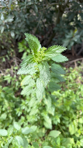 iNaturalist observation photo of Dwarf Nettle