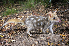 Eastern Quoll photo 4