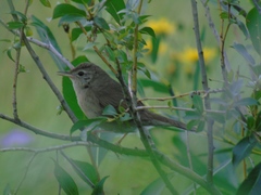 Chinese Bush-Warbler photo 3