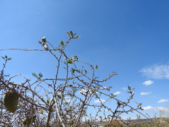 Gonolobus grandiflorus