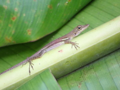 Anolis luciae