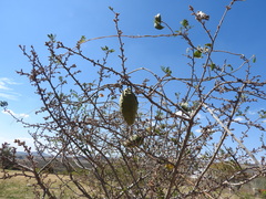Gonolobus grandiflorus