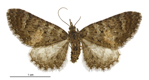 Pasiphila rubella