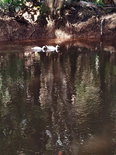Domestic Muscovy Duck