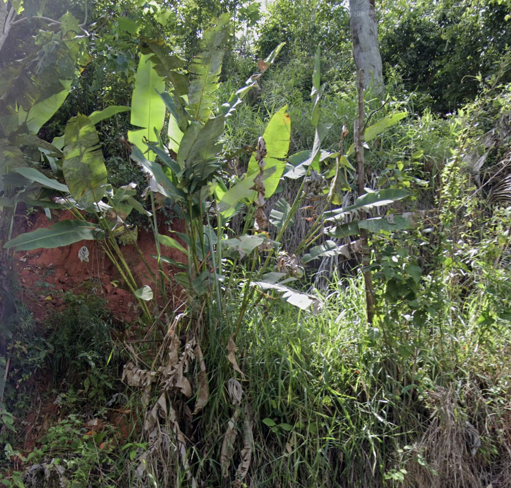 Imagem de Planta Papagaio