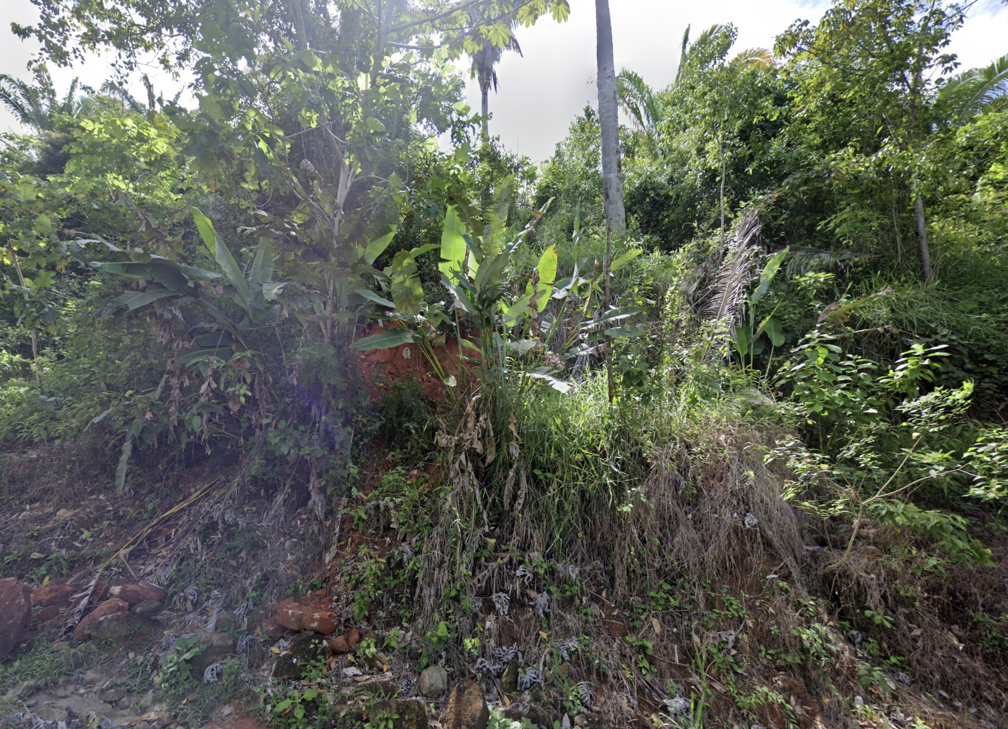 Imagem de Planta Papagaio