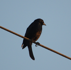 Ptiloxena atroviolacea