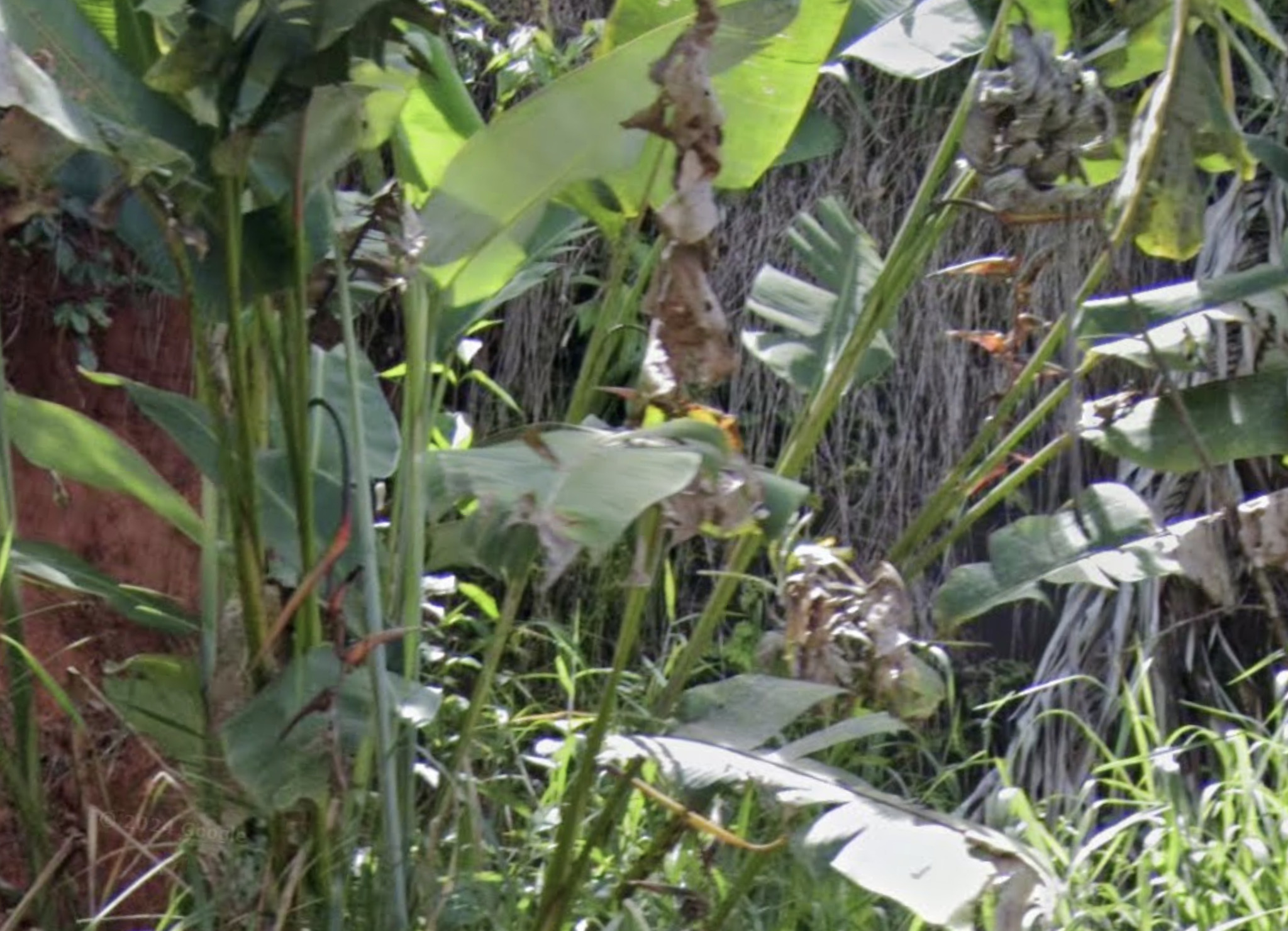 Imagem de Planta Papagaio