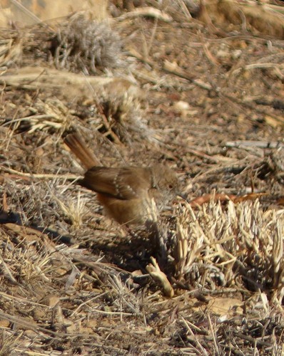 iNaturalist image