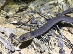 Paradelma orientalis