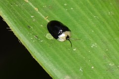 Imatidium thoracicum