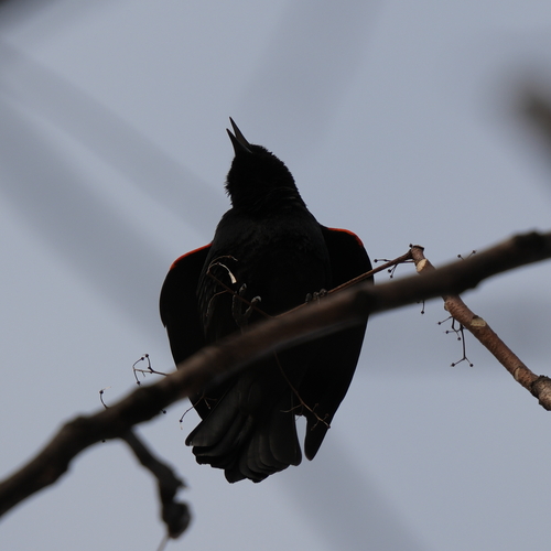 Red-winged Blackbird